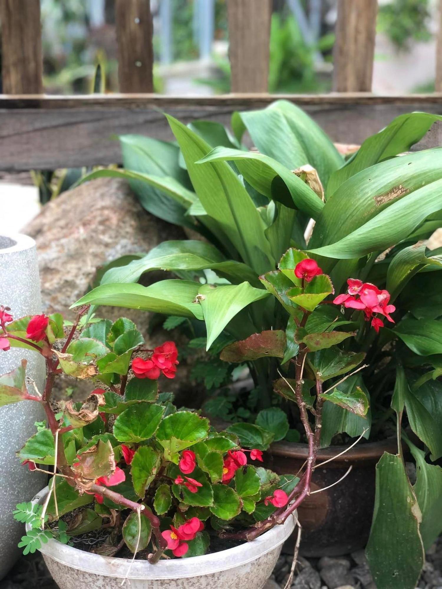 Nghia Lo Tran Gia Homestay מראה חיצוני תמונה